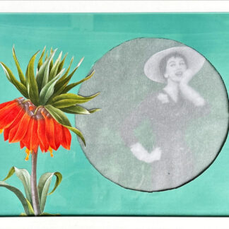 fritillaria imperialis.