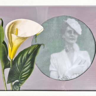 zantedeschia aethiopica.