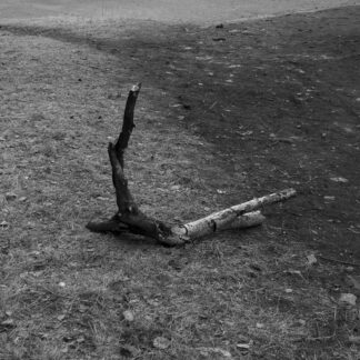 twig, tree, landscape, black and white, art, photo, photography